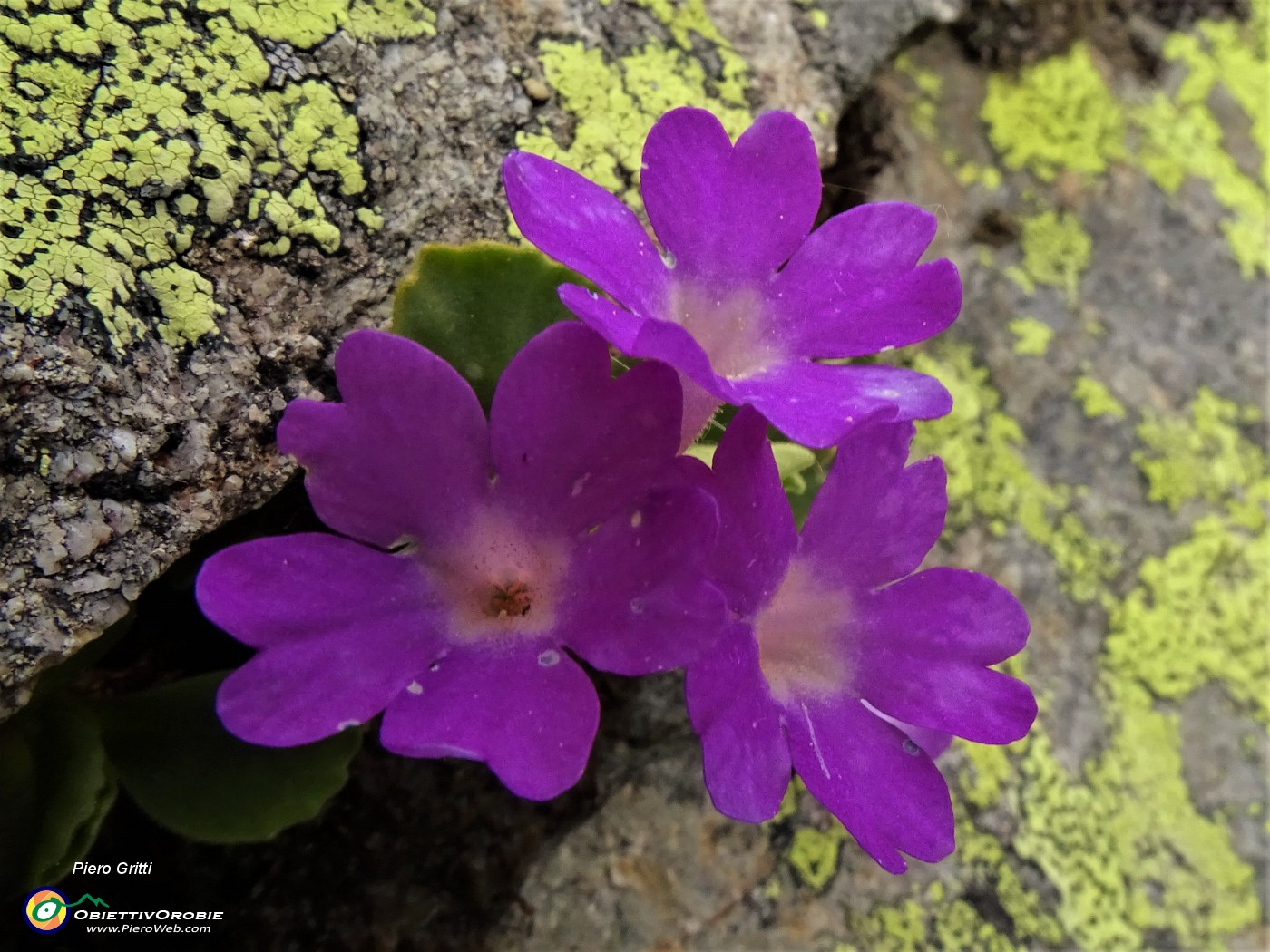 59 Primula hirsuta (Primula irsuta).JPG